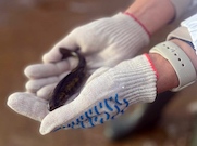 Компания «Газпром недра» завершила летний сезон выпусков рыбной молоди