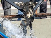 ЕВРАЗ выпустил в Нижнетагильское водохранилище более 15 тысяч мальков сазана