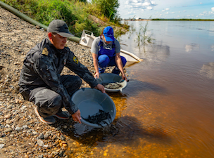 «Транснефть» выпустила молодь амурского осетра в реку Зею в Приамурье