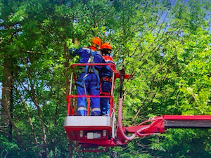 «Мособлэнерго» расчистило в Подмосковье более 70 га охранных зон ЛЭП с начала 2025 года