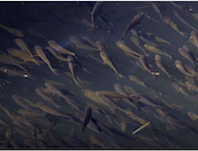 Сибирская генерирующая компания выпустила в Енисей 50 тысяч мальков осетра