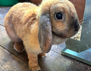 Жигулёвская ГЭС и Самарская Лука спасают диких животных