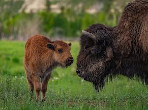В Якутии откроют второй бизонарий при поддержке «Саханефти»