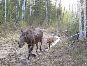 ИНК использует корпоративную геоинформационную систему для мониторинга биоразнообразия на своих лицензионных участках