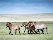 «Оренбургнефть» взяла под опеку жеребенка лошади Пржевальского