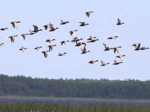 Орнитологи исследовали на Сахалине популяции редких видов птиц вблизи Киринского месторождения