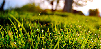 Скошенная трава – лучший психотерапевт