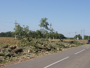 Упавший на ЛЭП тополь обесточил два поселка на Кубани