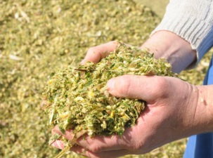 БГС «Лучки» завершила заготовку силосного сырья