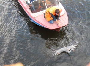 Спасенная на Чебоксарской ГЭС цапля будет жить в Ельниковской роще
