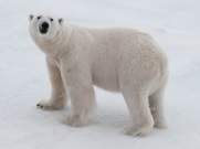 «Роснефть» приступает к исследованиям чукотско-аляскинской популяции белого медведя