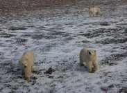 Экспедиция «Кара Лето-2016» оказала помощь метеорологам в Карском море