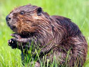 Бобер лишил электричества Солтонский район Алтайского края