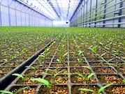 «Россети Юг» способствуют развитию сельского хозяйства в Волгоградской области