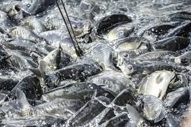 В Оренбуржье к электросети подключили частное рыбхозяйство