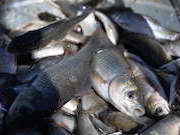 Ростовская АЭС выпустила в Цимлянское водохранилище мальков рыбы ценных пород