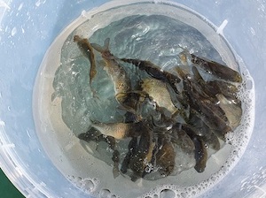 УЭХК запустил в бассейн реки Обь мальков сазана