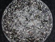 «Няганьнефтегаз» выпустил в водоемы более миллиона мальков муксуна и осетра