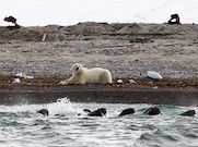 Экологическая экспедиция «Роснефти» вернулась из Арктики с новыми данными о краснокнижных животных