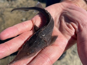 Компания «Газпром недра» завершила летний сезон выпусков рыбной молоди в Обь-Иртышский бассейн