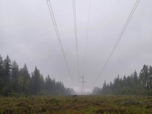 Федеральная сетевая компания расчистила более 1,6 тыс. га просек ЛЭП в Ленинградской области