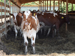 «Адыгейские электросети» предоставили 300 кВт мощности крупному агропроизводству в Апшеронском районе