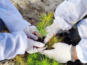 «Газпром добыча Ноябрьск» поддержал международную акцию «Сад памяти»