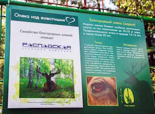 Распадская угольная компания взяла под опеку семейство благородных оленей