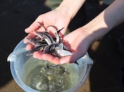 Предприятия «Роснефти» в августе выпустили в реки и водоемы России около 15 млн мальков