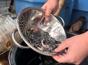 Калужские газовики выпустили в реку Оку молодь стерляди