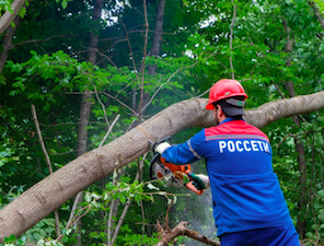 «Россети Северный Кавказ» освободили от растительности свыше 333 га трасс воздушных ЛЭП