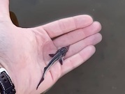 «Транснефть – Балтика» выпустило 7,5 тыс. мальков стерляди в Угличское водохранилище