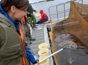 «Газпром инвест» выпустил за лето в водоемы России свыше 21 млн мальков ценных промысловых рыб