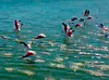 Стая фламинго прилетела в Атырау на поля испарения «Тухлая балка»