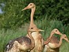 При поддержке РусГидро в Хинганском заповеднике восстанавливают популяцию редких птиц