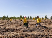 «Верхнечонскнефтегаз» высадил в Иркутской области более миллиона сосен
