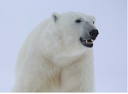 «Роснефть» поддержала празднование 95-летия зоопарка в Екатеринбурге