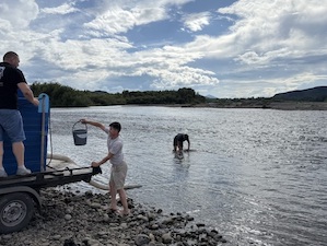 «Русский Уголь» выпустил в реку Абакан 100 тысяч мальков хариуса