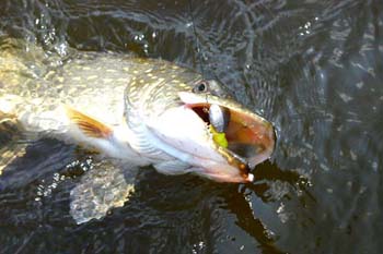 Необычные щучьи приманки