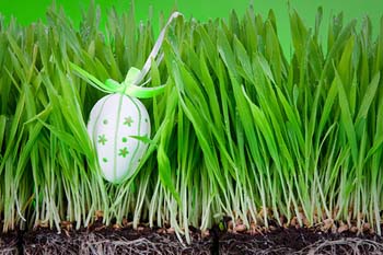 Топ-20 продуктов, которыми можно отравиться