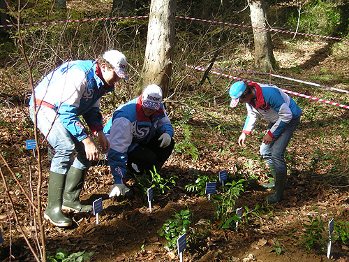 «Газпром» сажает пионы, цикломены и колхидскую иглицу