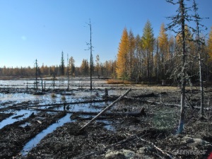 Гринпис нашел 60 разливов на месторождениях «Газпром нефти» в ЯНАО