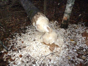 Линия электропередачи в Архангельской области отключилась из-за бобров