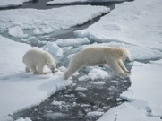 Экспедиция собрала данные о чукотско-аляскинской популяции белого медведя