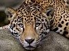 Камеры наблюдения Гизельдонской ГЭС зафиксировали леопарда, считавшегося исчезнувшим на территории Северной Осетии
