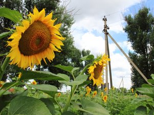 «Кубаньэнерго» присоединило к электросетям новый маслозавод в Староминском районе