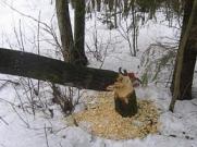 Бобры обесточили четыре деревни в Волховском районе Ленобласти