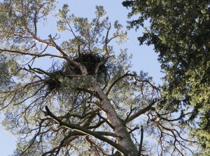 Гринпис: Nord Stream-2 должен обойти Кургальский заказник