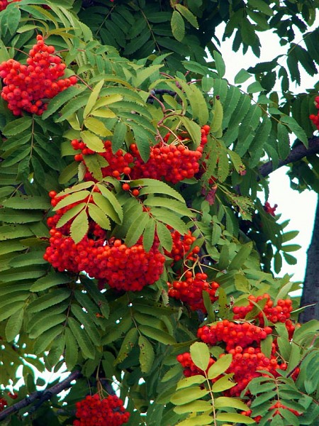 Белоярская АЭС в год экологии обновила рябиновую аллею и проходной