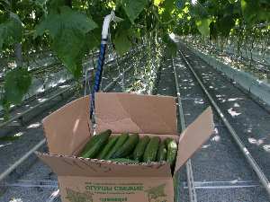 ДГК подключила к теплу ФГУП «Дальневосточное»